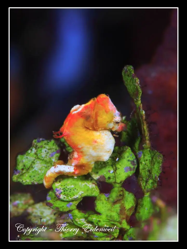 Anilao Macro Dive Media Highlight